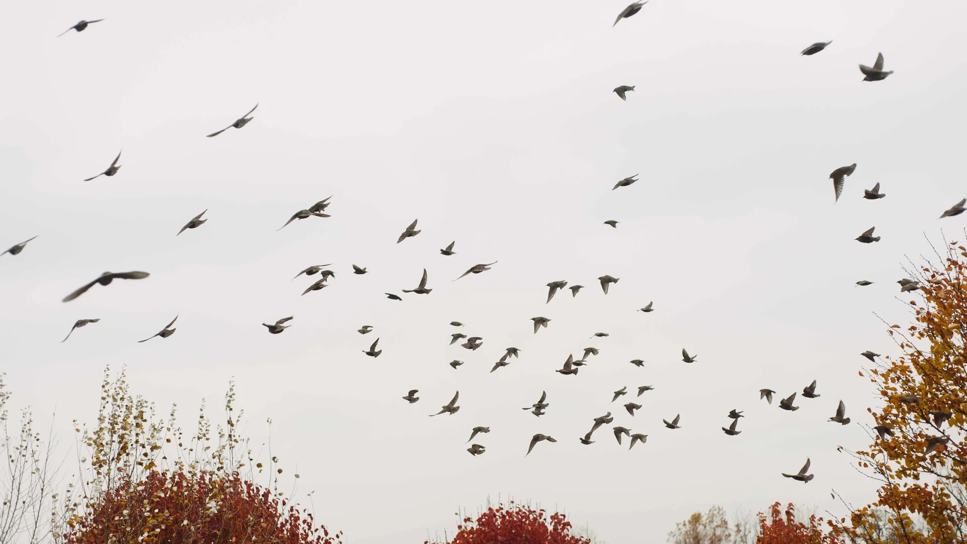 Les pactes successoraux :